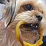 dog, close_up, pet, fur, mouth, teeth, bell_pepper, yellow, snout, animal, cute, whiskers, curious, indoor, face, food, playful, tongue, brown_fur, nose