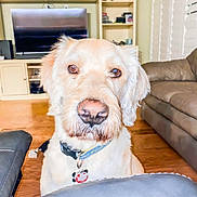 Winston is registered to the contest to win money with this photo: dog, indoor, living_room, furniture, couch, television, shelf, wood_floor, collar, pet_tag, canine, brown_eyes, close_up, portrait, domestic_animal, fur, snout, ears, flooring, home