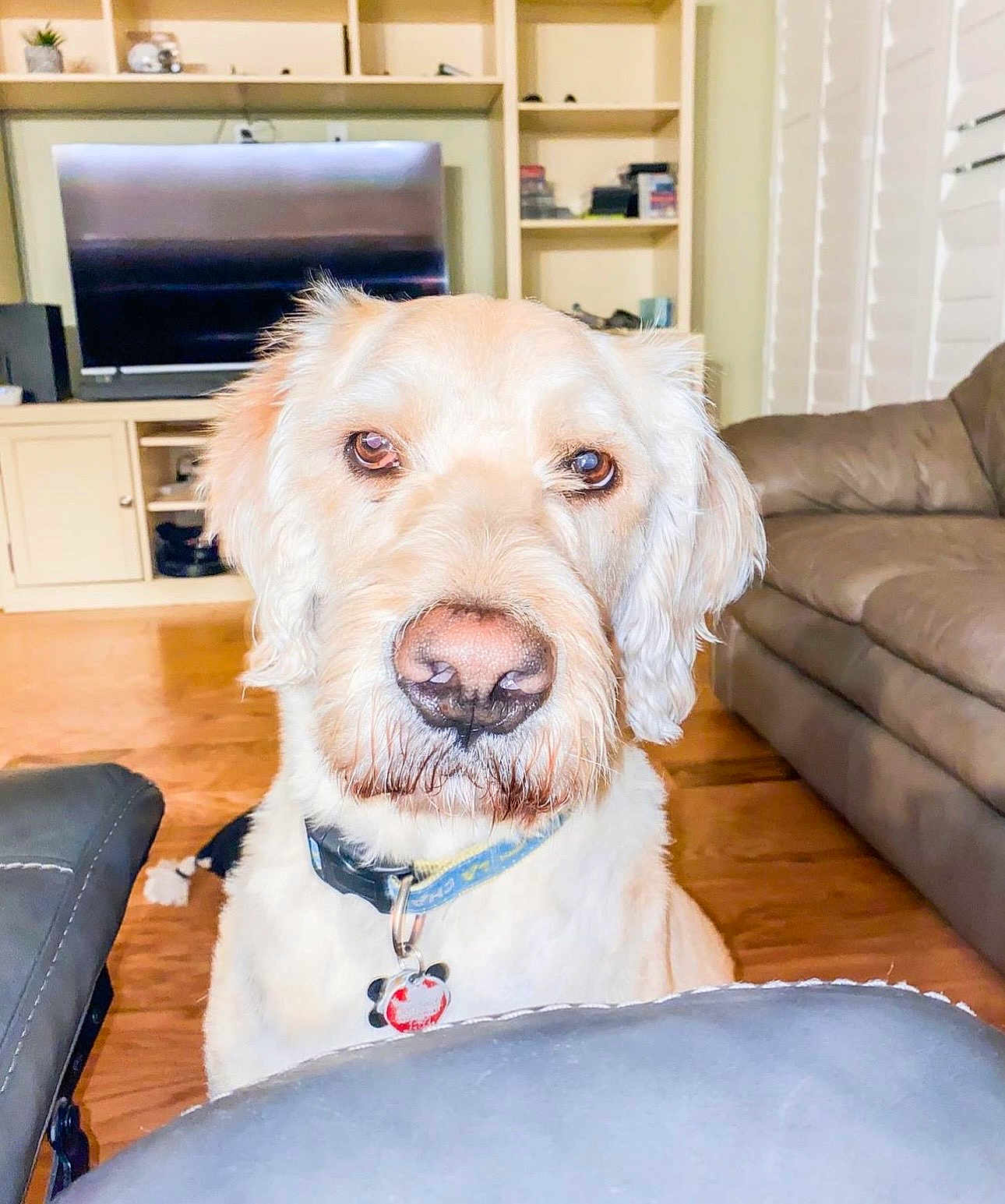 Winston is registered to the contest to win money with this photo: dog, indoor, living_room, furniture, couch, television, shelf, wood_floor, collar, pet_tag, canine, brown_eyes, close_up, portrait, domestic_animal, fur, snout, ears, flooring, home