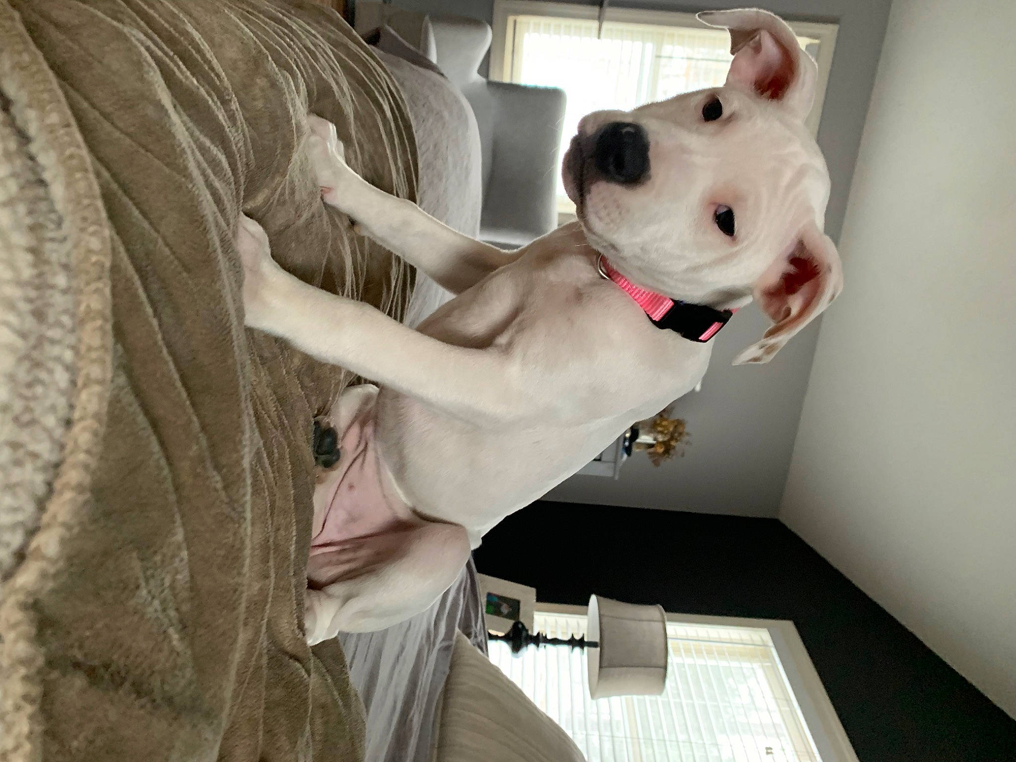 Lola is registered to the contest to win money with this photo: canidae, carnivore, collar, comfort, companion_dog, dog, dog_breed, dog_collar, dog_supply, fawn, non_sporting_group, pet_supply, sleeve, sporting_group, whiskers, white, working_animal