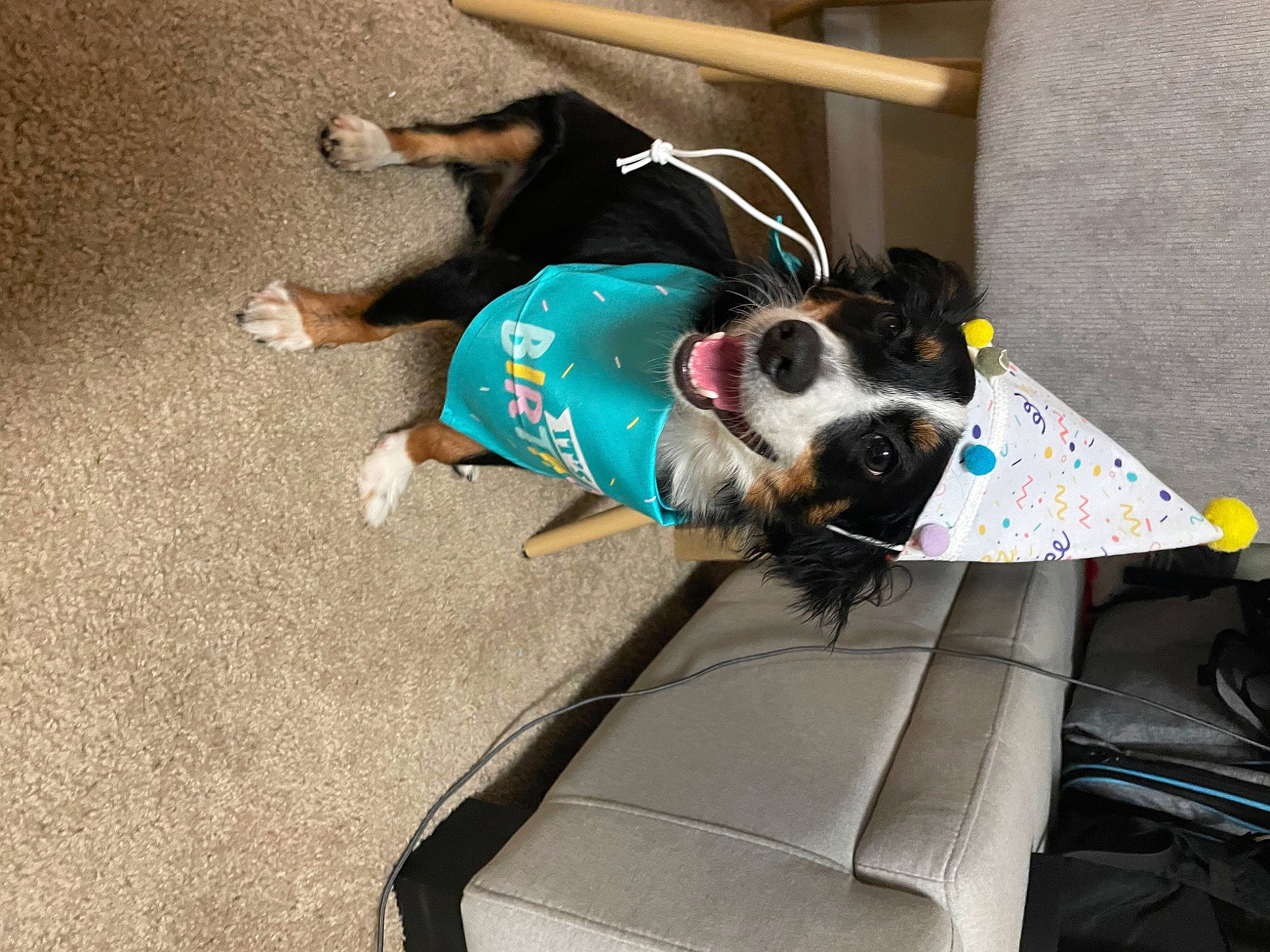 Murphy joined the competition — help win amazing prizes! canidae, carnivore, collar, companion_dog, costume, dog, dog_breed, dog_collar, dog_supply, eyewear, flooring, fur, leash, mammal, non_sporting_group, pet_supply, snout, sporting_group, working_animal, working_dog