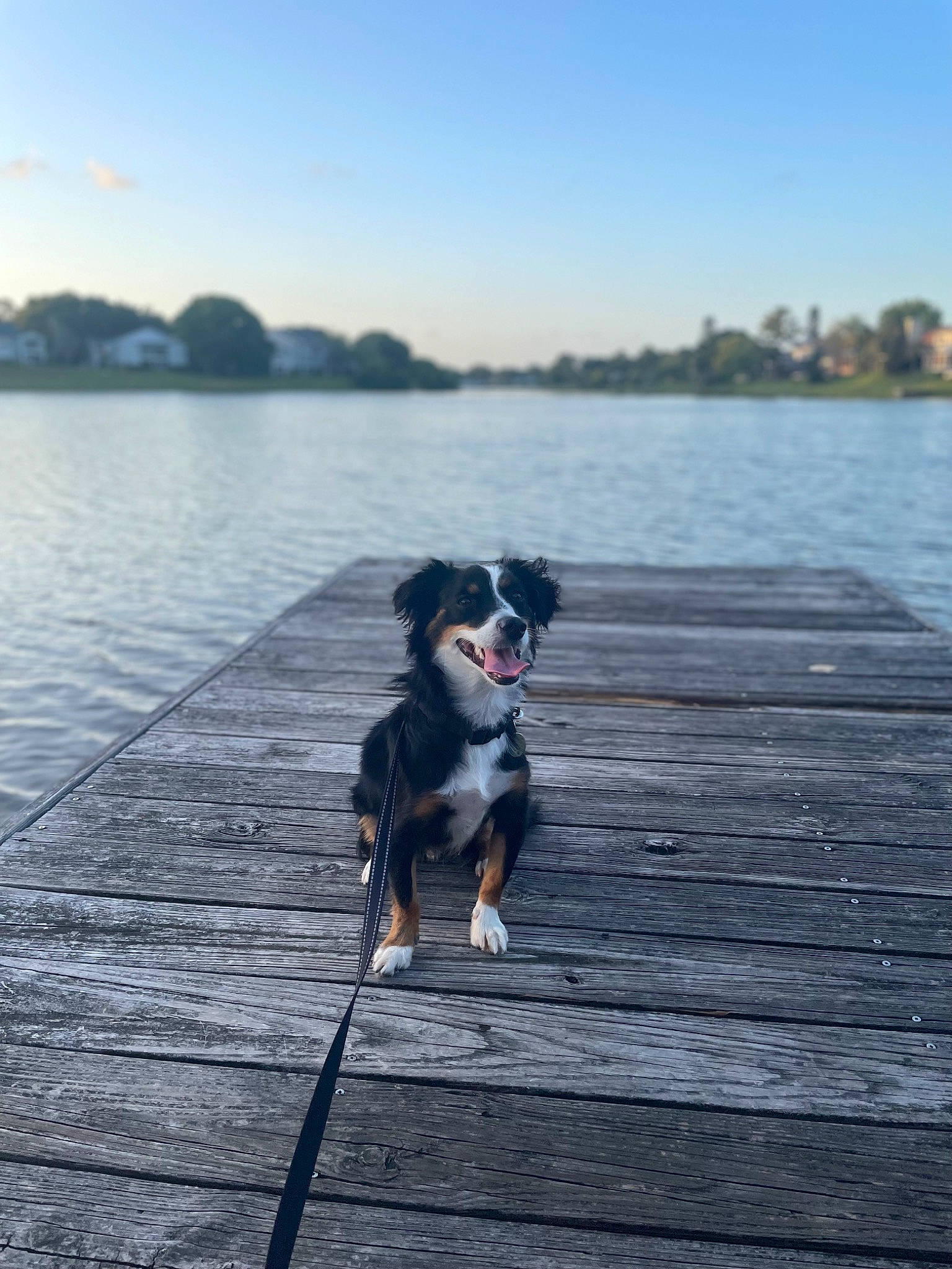 Murphy is registered to the contest to win money with this photo: carnivore, cloud, collar, companion_dog, dog, dog_breed, dog_collar, evening, fawn, horizon, lake, leash, leisure, plant, sky, sunlight, tail, tree, water, wood