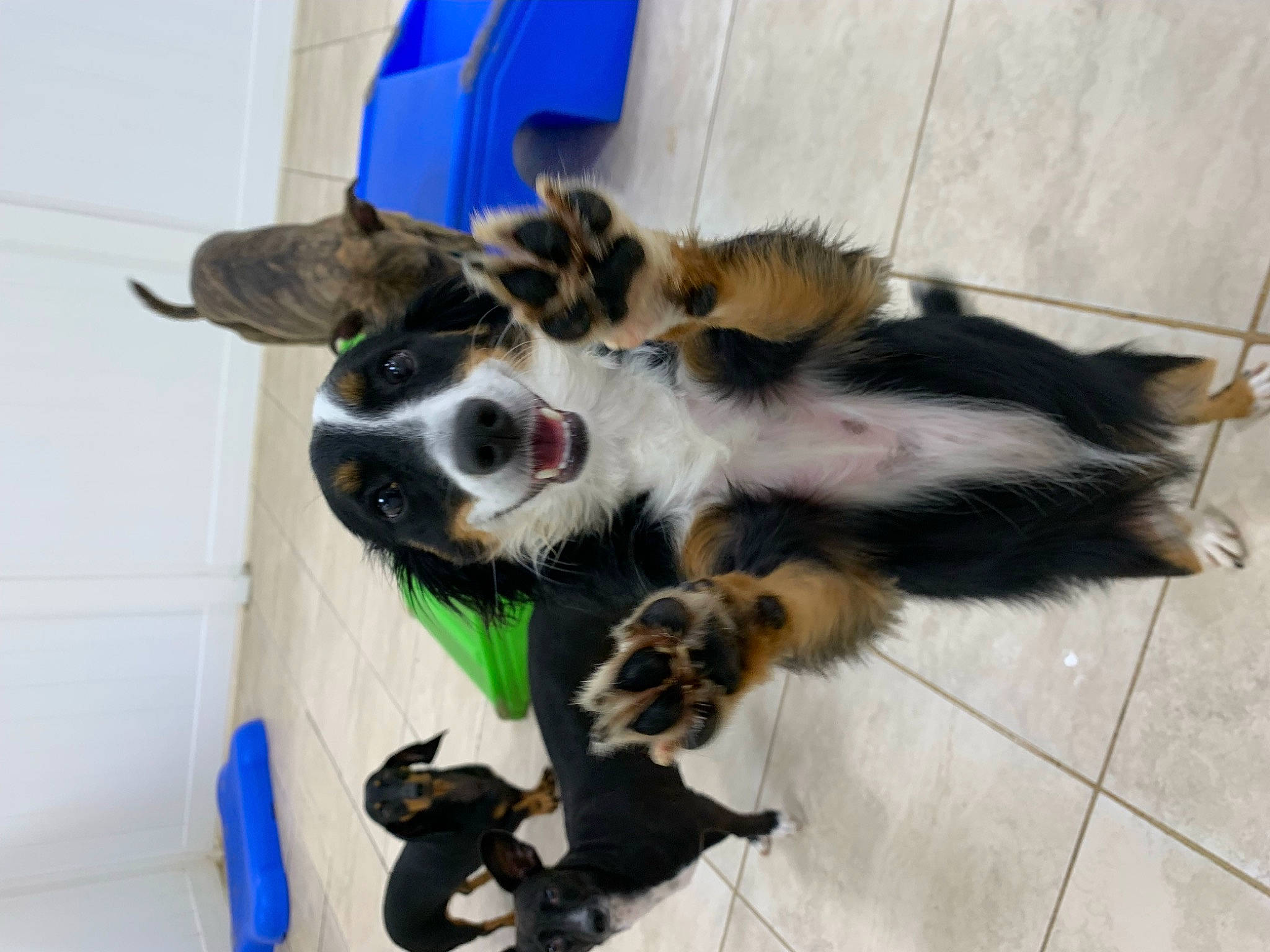 Murphy is registered to the contest to win money with this photo: canidae, carnivore, companion_dog, dog, dog_breed, dog_supply, felidae, flooring, fur, herding_dog, paw, sporting_group, tail, whiskers, working_animal, working_dog