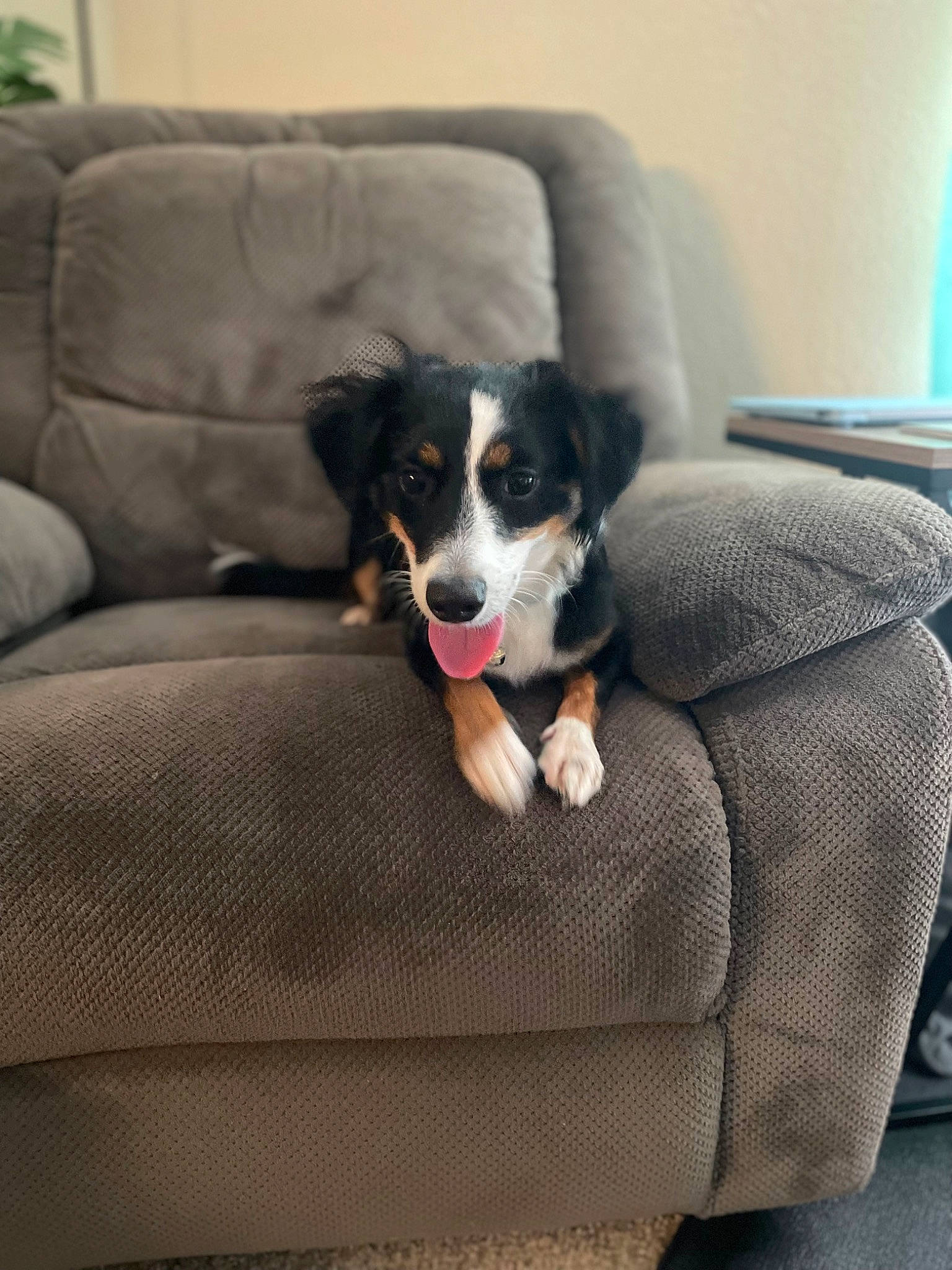 Murphy is registered to the contest to win money with this photo: bored, canidae, carnivore, comfort, companion_dog, couch, dog, dog_breed, dog_supply, flooring, furniture, grey, living_room, pet_supply, room, sleeper_chair, sofa_bed, sporting_group, studio_couch, working_animal