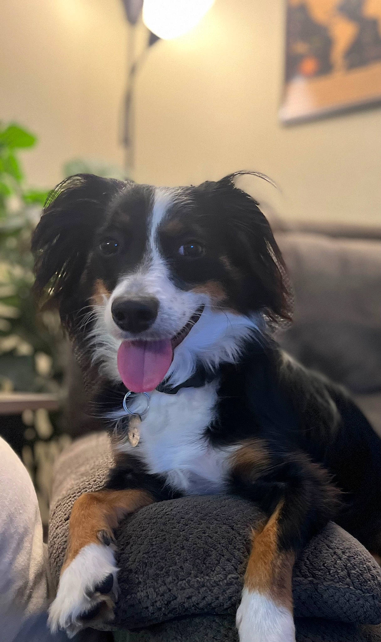 Murphy joined the competition — help win amazing prizes! australian_collie, australian_shepherd, border_collie, canidae, carnivore, companion_dog, dog, dog_breed, fur, herding_dog, picture_frame, plant, snout, sporting_group, tree, whiskers, working_animal, working_dog