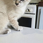 Etoile participe au concours pour gagner de l'argent avec cette photo : kitten, cat, blue_eyes, curious, indoor, kitchen, stove, white_surface, feline, pet, animal, young_cat, whiskers, ears, fur, domestic, book, colorful, bird_illustration, table