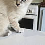 kitten, cat, blue_eyes, curious, indoor, kitchen, stove, white_surface, feline, pet, animal, young_cat, whiskers, ears, fur, domestic, book, colorful, bird_illustration, table