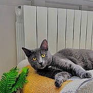 June a rejoint le concours — aidez-le/la à gagner de superbes lots ! cat, gray_cat, yellow_eyes, feline, pet, animal, portrait, close_up, lounging, sitting, relaxed, staring, whiskers, ears, fur, scratching_post, indoor, radiator, houseplant, cozy