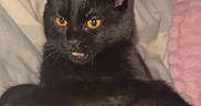 Shadow a rejoint le concours — aidez-le/la à gagner de superbes lots ! black_cat, cat, pet, animal, golden_eyes, blep, belly_rub, lying_down, bed, bedroom, blanket, pillow, indoors, portrait, close_up, black_fur, relaxed, playful, human_hand, vertical_photo