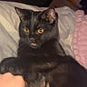 black_cat, cat, pet, animal, golden_eyes, blep, belly_rub, lying_down, bed, bedroom, blanket, pillow, indoors, portrait, close_up, black_fur, relaxed, playful, human_hand, vertical_photo