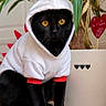 Shadow participe au concours pour gagner de l'argent avec cette photo : cat, black_cat, pet, animal, dinosaur_costume, costume, hood, red_spikes, golden_eyes, sitting, chair, indoor, houseplant, potted_plant, white_furniture, tail, fur, portrait, cute, funny