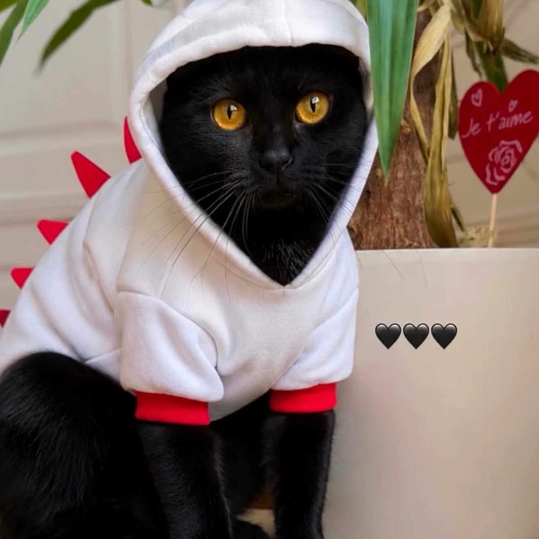 Shadow a rejoint le concours — aidez-le/la à gagner de superbes lots ! black_cat, cat, pet, animal, dragon_costume, costume, white_hood, red_spikes, golden_eyes, whiskers, sitting, chair, houseplant, indoor, portrait, fur, tail, table, decor, heart_sign