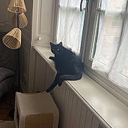 Shadow participe au concours pour gagner de l'argent avec cette photo : cat, black_cat, pet, animal, feline, sitting, windowsill, window, curtain, indoor, home, radiator, lamp, scratching_post, furniture, sunlight, portrait, relaxed, long_tail, domestic