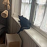 cat, black_cat, pet, animal, feline, sitting, windowsill, window, curtain, indoor, home, radiator, lamp, scratching_post, furniture, sunlight, portrait, relaxed, long_tail, domestic