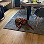 Isis a rejoint le concours — aidez-le/la à gagner de superbes lots ! dog, brown_dog, chew_toy, bone, area_rug, hardwood_floor, dining_table, chair, window, balcony_rail, candle, backpack, notebook, modern_chair, natural_light, living_room, interior, relaxed, pet, portrait