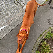 Isis a rejoint le concours — aidez-le/la à gagner de superbes lots ! dog, brown_dog, canine, pet, collar, pavement, sidewalk, cobblestone, curb, grass, urban, street, walking, stretching, paws, portrait, looking_up, snout, ears, tail