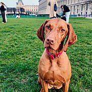 Isis a rejoint le concours — aidez-le/la à gagner de superbes lots ! dog, brown_dog, pet, grass, park, lawn, people, person, building, architecture, outdoor, daytime, collar, portrait, sitting, closeup, foreground, background, urban, curious_expression