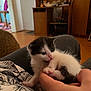 Happy participe au concours pour gagner de l'argent avec cette photo : kitten, cat, black_and_white, baby_animal, indoor, hand, person, lap, playing, cute, fur, small, cozy, wooden_furniture, floor, shirt, finger, pet, animal, young