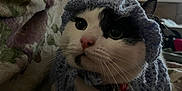 Happy a rejoint le concours — aidez-le/la à gagner de superbes lots ! cat, knitted_clothing, hat, sweater, black_and_white, pet, indoor, cozy, blanket, resting, close_up, curious, animal, feline, collar, tag, whiskers, soft_light, home, cute