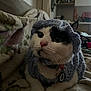 cat, knitted_clothing, hat, sweater, black_and_white, pet, indoor, cozy, blanket, resting, close_up, curious, animal, feline, collar, tag, whiskers, soft_light, home, cute
