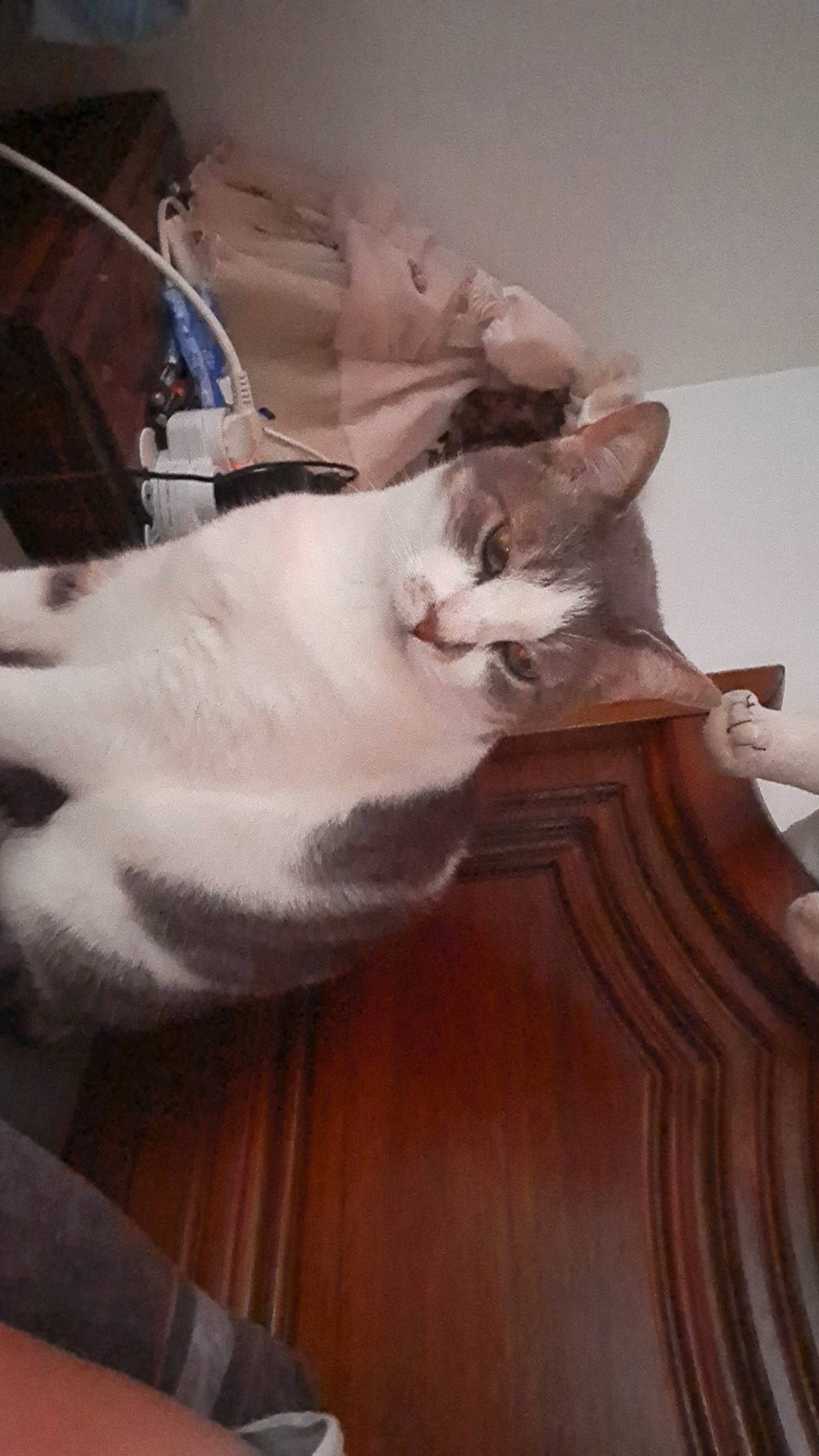 Oliver a rejoint le concours — aidez-le/la à gagner de superbes lots ! bed, carnivore, cat, comfort, domestic_short_haired_cat, ear, fawn, felidae, formal_wear, fur, gesture, hardwood, linens, mammal, paw, room, small_to_medium_sized_cats, tail, whiskers, wood