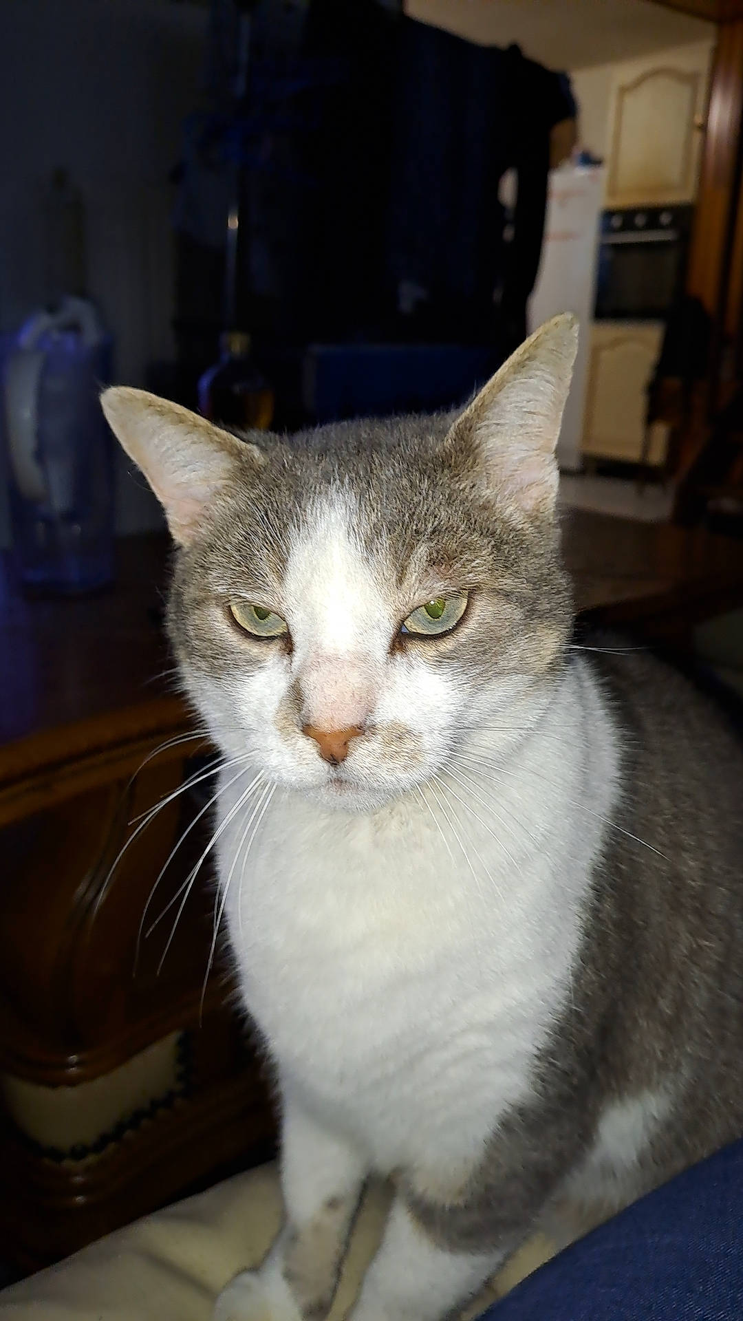 Oliver participe au concours pour gagner de l'argent avec cette photo : carnivore, cat, domestic_short_haired_cat, eye, felidae, fur, small_to_medium_sized_cats, snout, whiskers, window