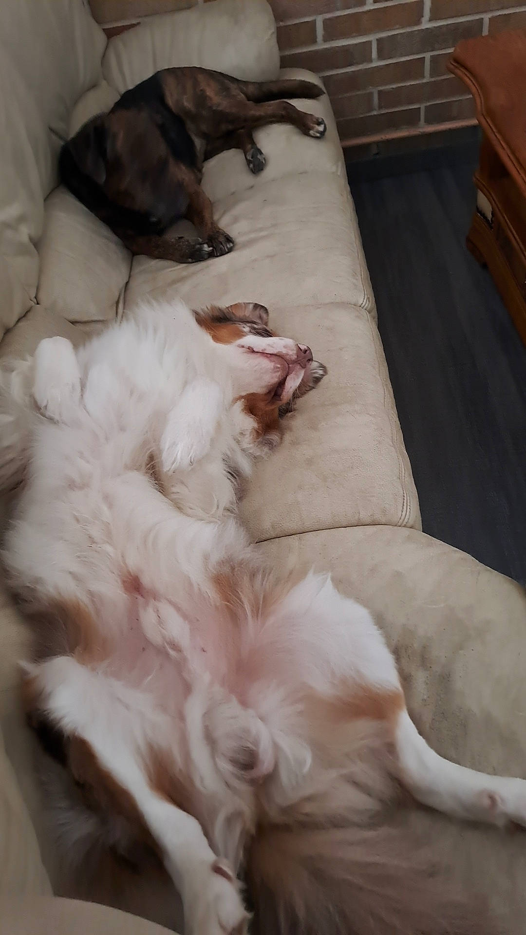 Skoty participe au concours pour gagner de l'argent avec cette photo : borzoi, carnivore, comfort, companion_dog, couch, dog_breed, duvet, felidae, flooring, fur, hardwood, liver, paw, small_to_medium_sized_cats, studio_couch, tail, whiskers, wood, working_animal