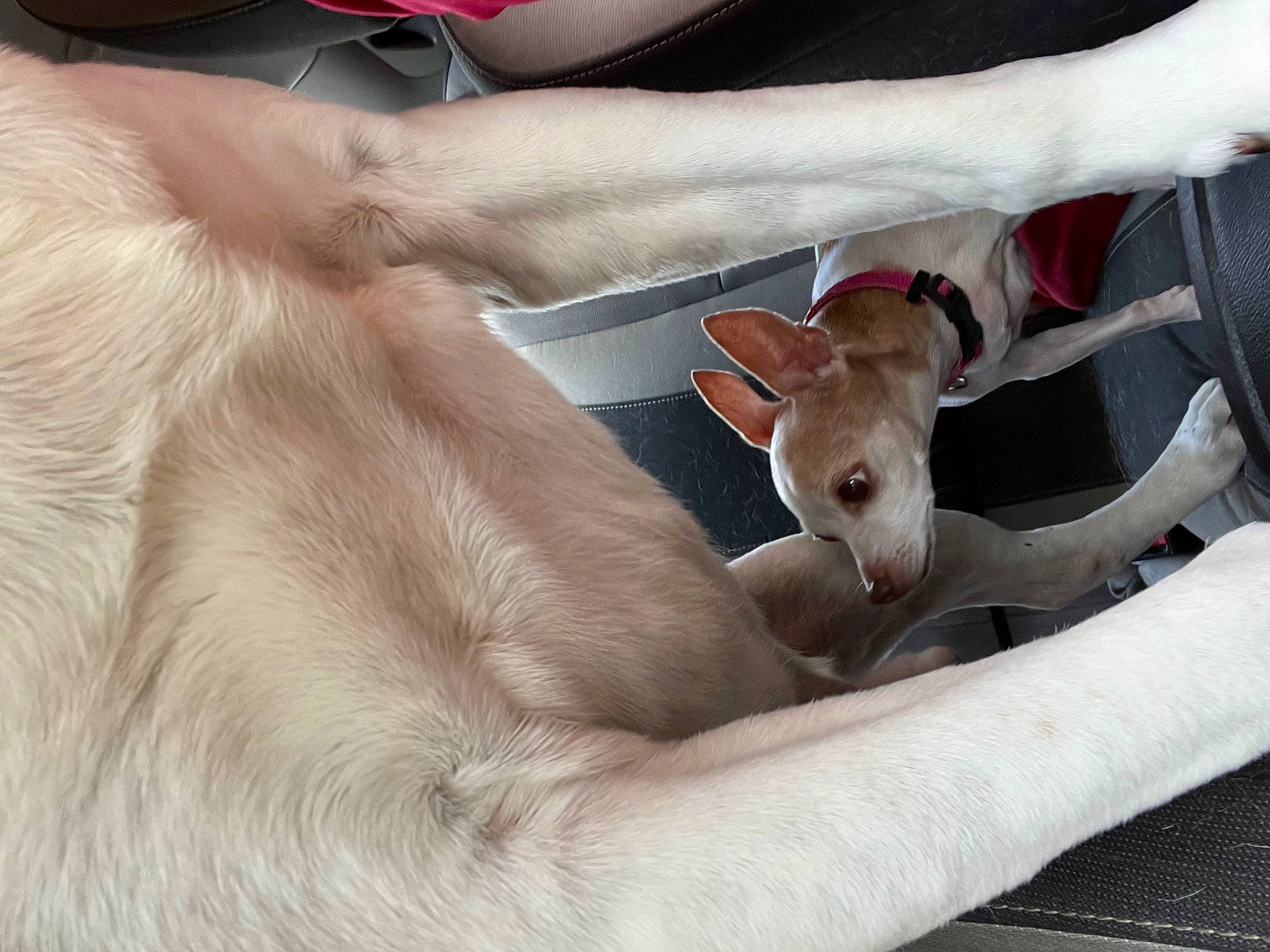 Lola is registered to the contest to win money with this photo: comfort, companion_dog, deer, dog_breed, eyewear, fawn, fur, gesture, goat, goats, human_leg, livestock, sheep, steering_wheel, stuffed_toy, tail, terrestrial_animal, white, working_animal