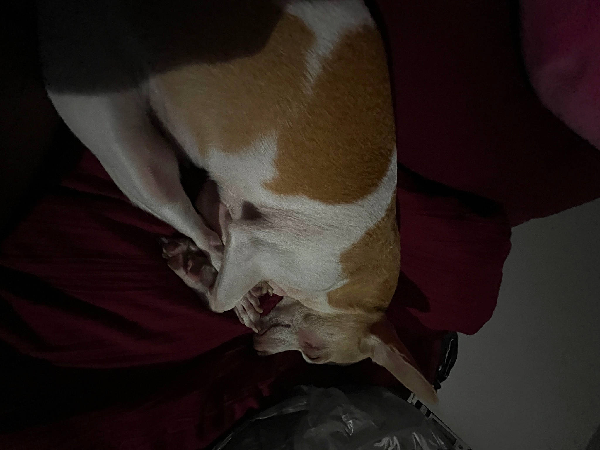 Lola joined the competition — help win amazing prizes! carmine, comfort, flesh, human_leg, knee, linens, neck, paper, paper_product, peach, petal, tints_and_shades, wood