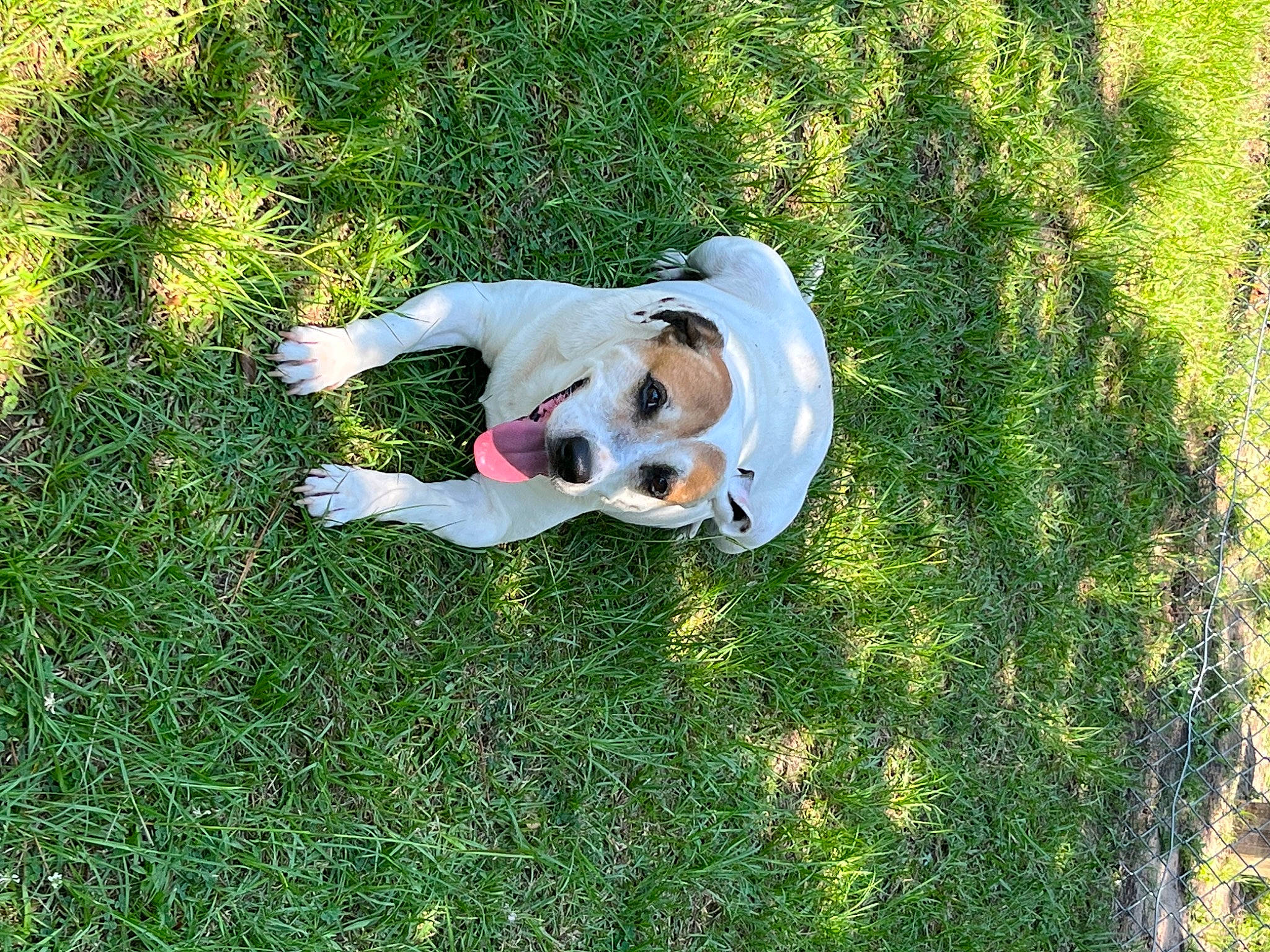 Lux joined the competition — help win amazing prizes! canidae, carnivore, companion_dog, dog, dog_breed, dog_supply, fawn, grass, grassland, groundcover, leisure, people_in_nature, pet_supply, plant, shrub, sporting_group, tail, toy, toy_dog, working_animal