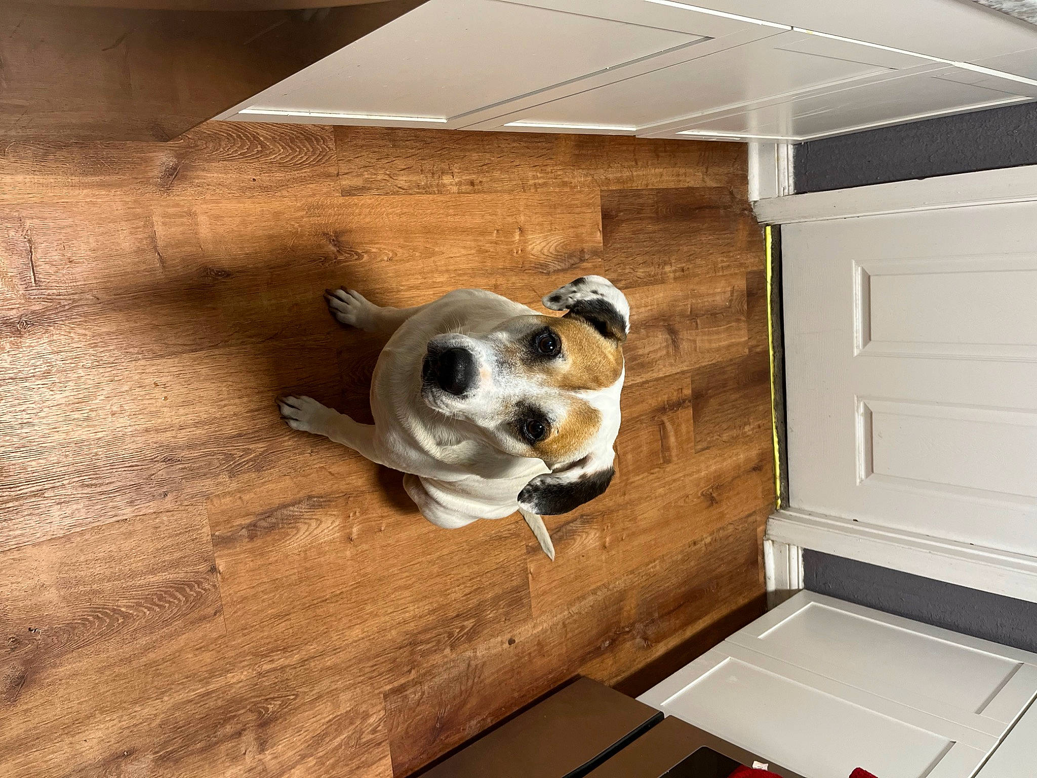 Lux is registered to the contest to win money with this photo: automotive_exterior, canidae, carnivore, ceiling, companion_dog, dog, dog_breed, door, fawn, floor, flooring, hardwood, laminate_flooring, plywood, room, snout, sporting_group, wood, wood_flooring, wood_stain