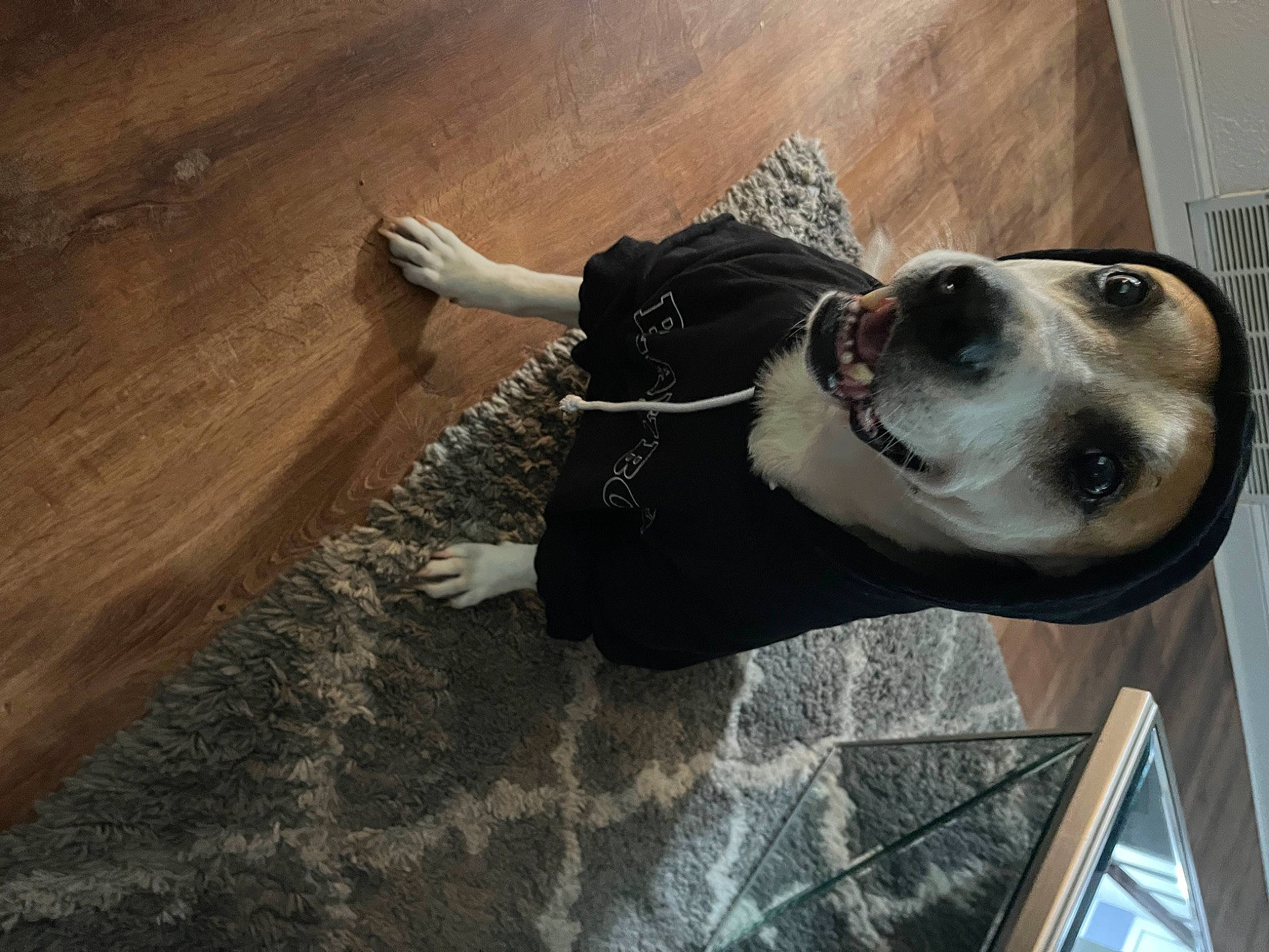 Lux joined the competition — help win amazing prizes! automotive_lighting, canidae, carnivore, collar, companion_dog, dog, dog_breed, dog_collar, dog_supply, eyewear, fawn, floor, flooring, hardwood, pet_supply, snout, sporting_group, whiskers, wood, working_animal