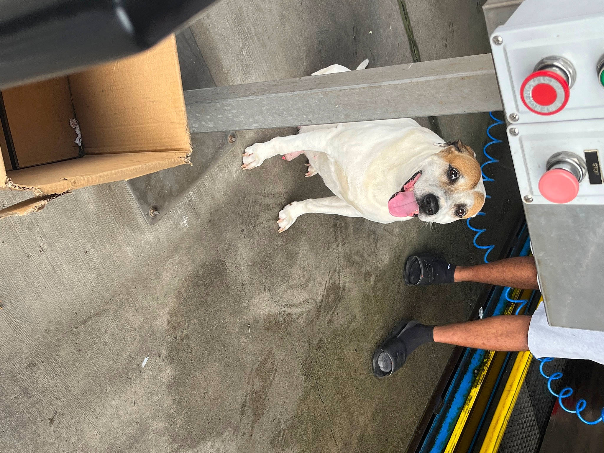 Lux joined the competition — help win amazing prizes! automotive_exterior, baby_toys, canidae, carnivore, carton, comfort, companion_dog, dog, dog_breed, floor, flooring, hardwood, human_leg, room, shipping_box, stuffed_toy, toy, trunk, vehicle_door, wood