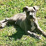 Falcon is registered to the contest to win money with this photo: dog, puppy, grass, outdoor, sunlight, animal, pet, canine, lying_down, nature, greenery, daylight, relaxed, young, mammal, vertebrate, domestic_animal, backyard, sunny, peaceful