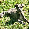 dog, puppy, grass, outdoor, sunlight, animal, pet, canine, lying_down, nature, greenery, daylight, relaxed, young, mammal, vertebrate, domestic_animal, backyard, sunny, peaceful
