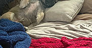 Brody is registered to the contest to win money with this photo: bed, bedding, bedroom, belly_up, blankets, colorful_blankets, cozy, dog, fluffy, fur, home, indoors, lying_down, person, pet, pillows, relaxed, resting, sleeping, small_dog