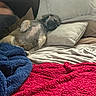bed, bedding, bedroom, belly_up, blankets, colorful_blankets, cozy, dog, fluffy, fur, home, indoors, lying_down, person, pet, pillows, relaxed, resting, sleeping, small_dog