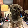 brown_fur, canine, cute, desk, dog, furniture, gray_fur, home, indoors, lamp, long_hair, looking_at_camera, notebook, office, pet, portrait, shaggy, sitting, stationery, tabletop