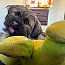 Brody joined the competition — help win amazing prizes! brown_fur, carpet, couch, cozy, dog, door, dresser, frog_toy, green_toy, home, indoor, living_room, long_hair, pet, playful, plush_toy, portrait, shaggy_dog, television, tongue_out