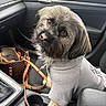 Brody is registered to the contest to win money with this photo: animal, brown_eyes, car, car_interior, closeup, companion, cute, dog, gray_fur, handbag, indoors, leash, passenger_seat, pet, portrait, shaggy_fur, shirt, sitting, vehicle, wearing_clothes