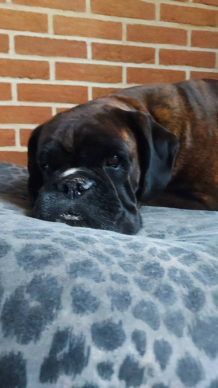 Jasmine participe au concours pour gagner de l'argent avec cette photo : borador, brickwork, canidae, carnivore, comfort, companion_dog, dog, dog_breed, fawn, fur, guard_dog, liver, mortar, snout, sporting_group, tail, terrestrial_animal, whiskers, window, working_animal