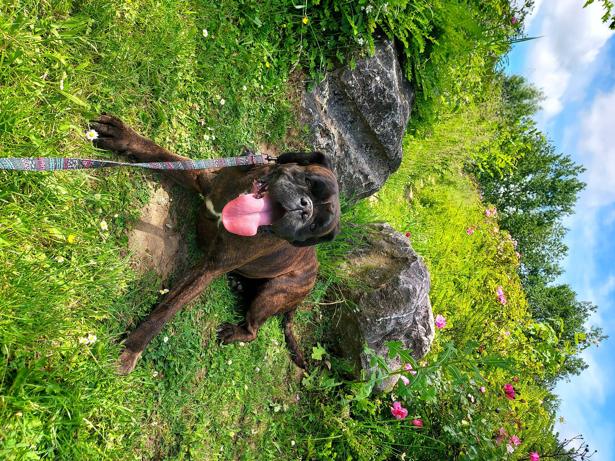 Jasmine a rejoint le concours — aidez-le/la à gagner de superbes lots ! biome, botany, branch, cloud, flower, forest, grass, groundcover, leaf, natural_environment, natural_landscape, people_in_nature, plant, sky, terrestrial_animal, terrestrial_plant, tree, trunk, vegetation, woody_plant