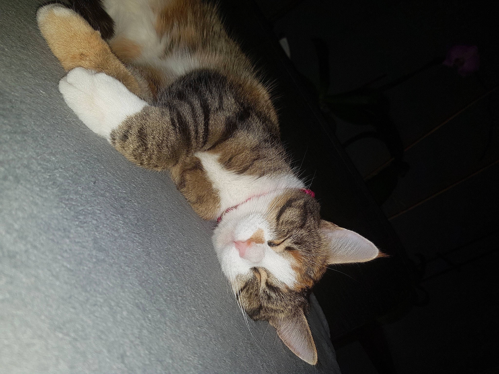 Perle participe au concours pour gagner de l'argent avec cette photo : carnivore, cat, claw, comfort, domestic_short_haired_cat, fawn, felidae, fur, paw, sleep, small_to_medium_sized_cats, snout, tail, terrestrial_animal, whiskers, wood