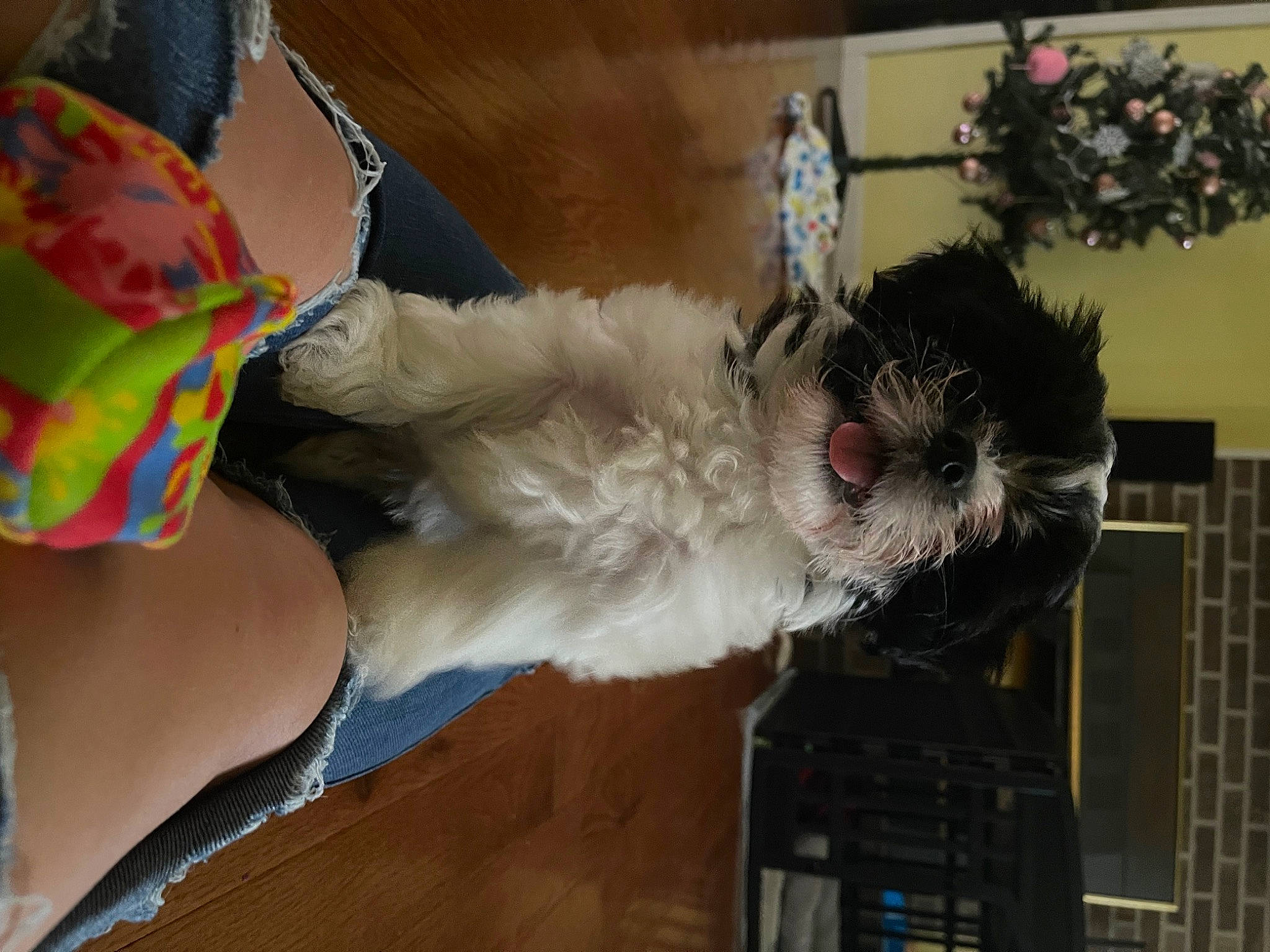 Jagger is registered to the contest to win money with this photo: canidae, carnivore, collar, companion_dog, dog, dog_breed, dog_collar, fawn, feather, felidae, fur, hat, pet_supply, small_to_medium_sized_cats, snout, sunglasses, tail, terrier, toy_dog, whiskers