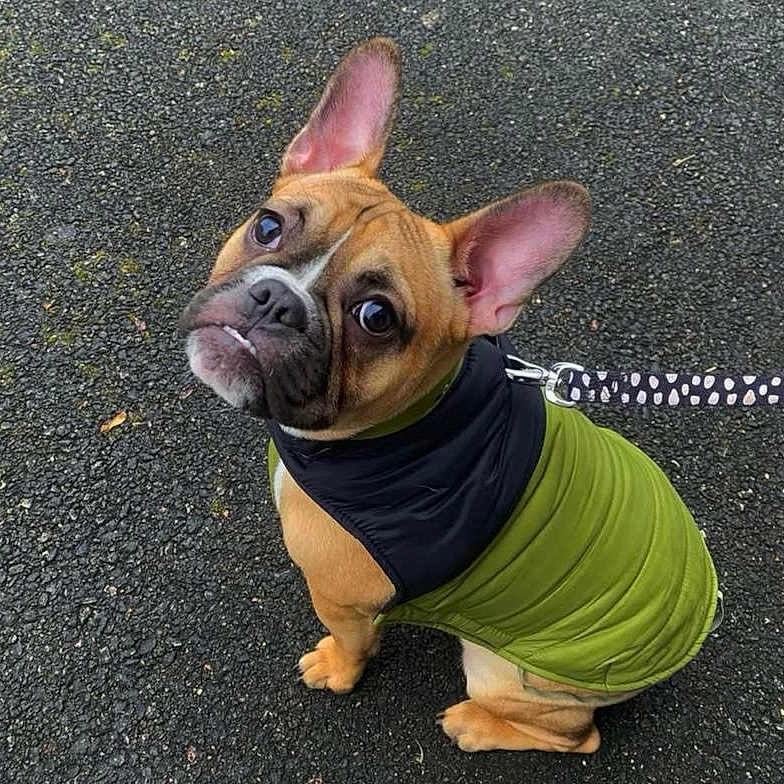 Roméo a rejoint le concours — aidez-le/la à gagner de superbes lots ! accessories, animal, bostonbull, boxer, bulldog, canine, dog, frenchbulldog, hound, leash, pet, pitbull, policedog, puppy, snout, strap