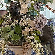 Cupcake is registered to the contest to win money with this photo: cat, flowers, flower_pot, ceramic_pot, indoor, greenery, decor, plant, leaf, purple_flower, white_flower, curious, animal, pet, feline, table, vase, home_interior, staircase, ornate