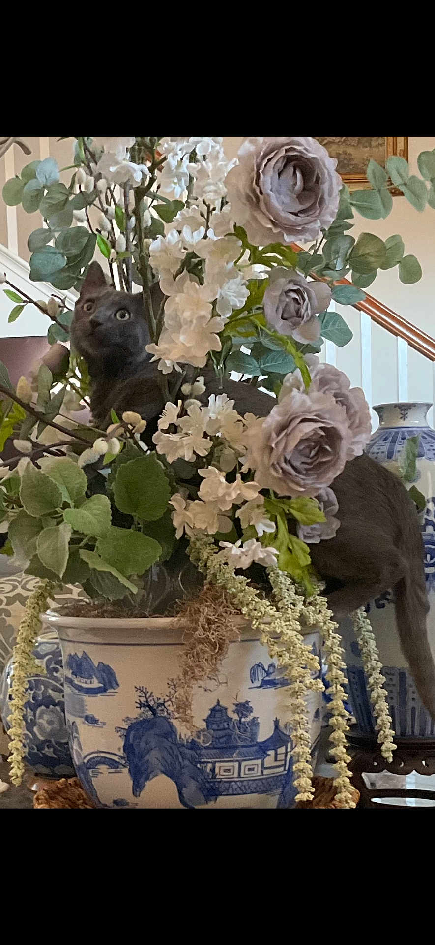 Cupcake is registered to the contest to win money with this photo: cat, flowers, flower_pot, ceramic_pot, indoor, greenery, decor, plant, leaf, purple_flower, white_flower, curious, animal, pet, feline, table, vase, home_interior, staircase, ornate
