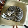 Asher is registered to the contest to win money with this photo: cat, sleeping, chair, cushion, gray_tabby, furniture, wooden_leg, rug, floor, indoor, pet, cozy, curled_up, resting, animal, legs, top_down, home, quiet, relaxing