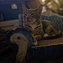 Asher is registered to the contest to win money with this photo: cat, tabby, feline, couch, furniture, indoor, relaxed, pet, animal, sleepy, cozy, vintage, blurred_background, ornate, blue, striped, whiskers, paws, resting, domestic