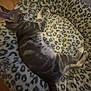 cat, sleeping, pet_bed, leopard_print, feline, animal, cozy, resting, indoor, fur, tabby, striped, relaxed, paw, whiskers, ears, soft, wood_floor, comfort, nap